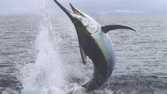 How to fish for swordfish?